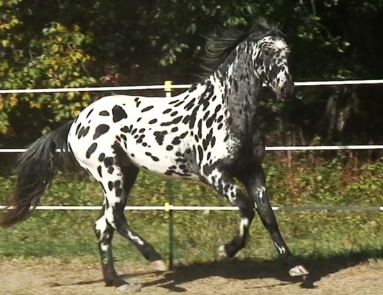 Appaloosa Horses